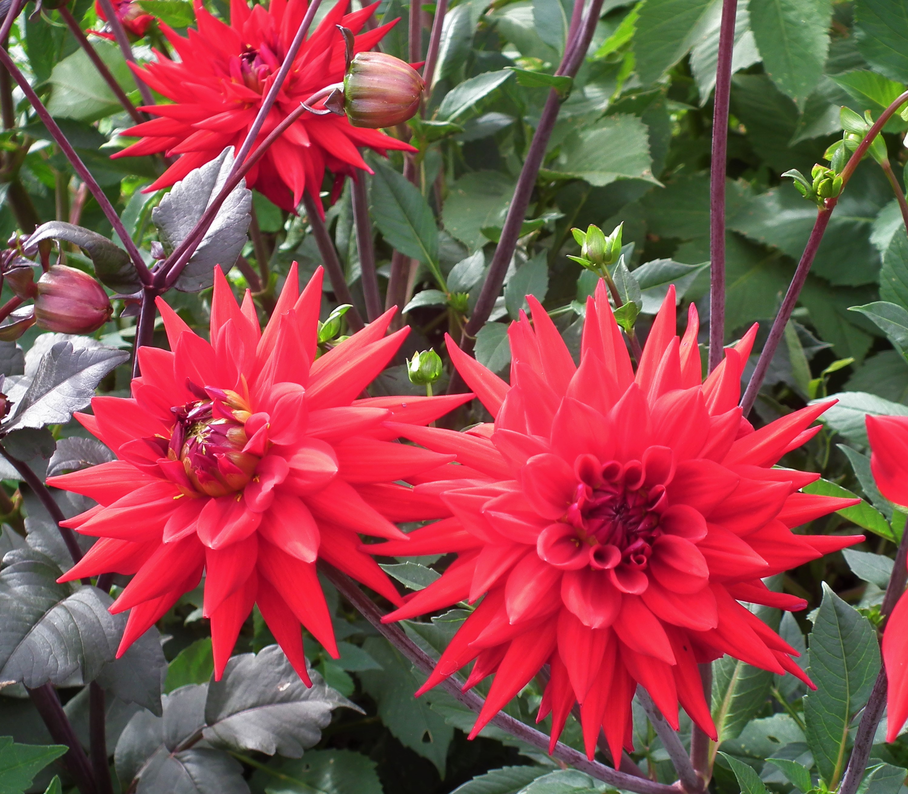 Dahlia Wittemans Best